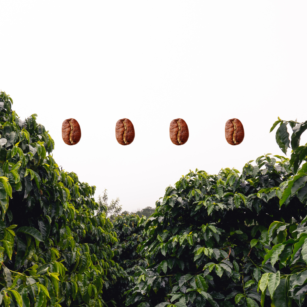 Building Strong Relationships in the Coffee Supply Chain - De La Finca Coffee Importers