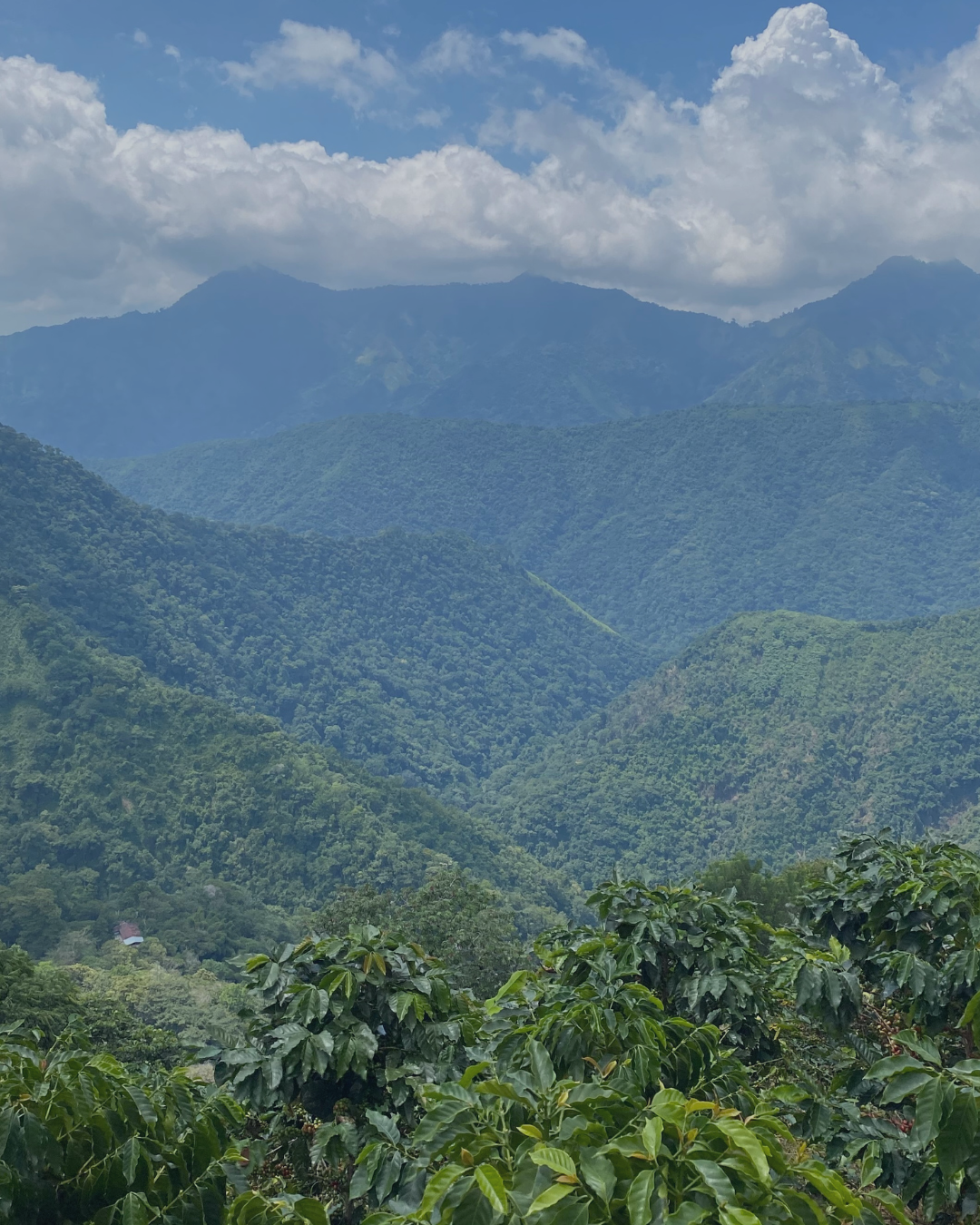 Direct Trade Coffee: Benefits and Challenges Explained - De La Finca Coffee Importers