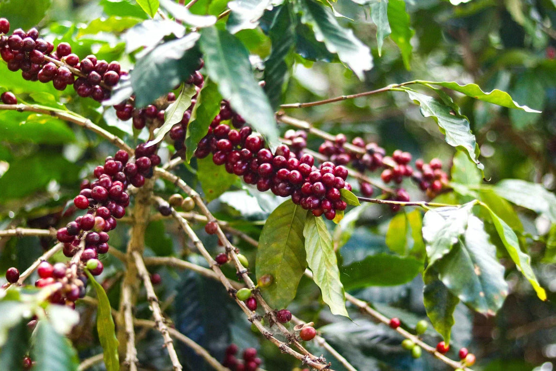 Introduction to Honduran Coffee Varietals - Green Coffee - De La Finca Coffee Importers