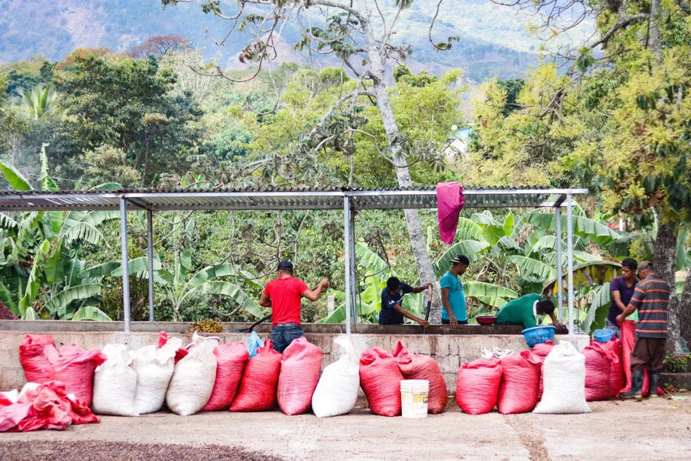 The History of Coffee in Honduras and Its Culture - De La Finca Coffee Importers