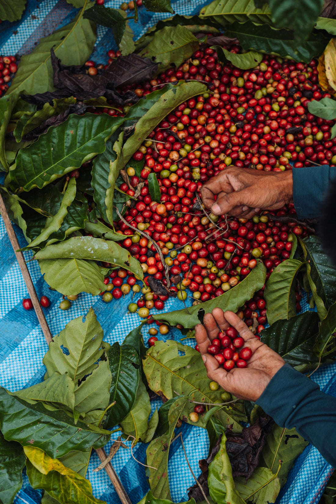 Coffee Varietals Explained: Types, Flavor, and Origins - De La Finca Coffee Importers