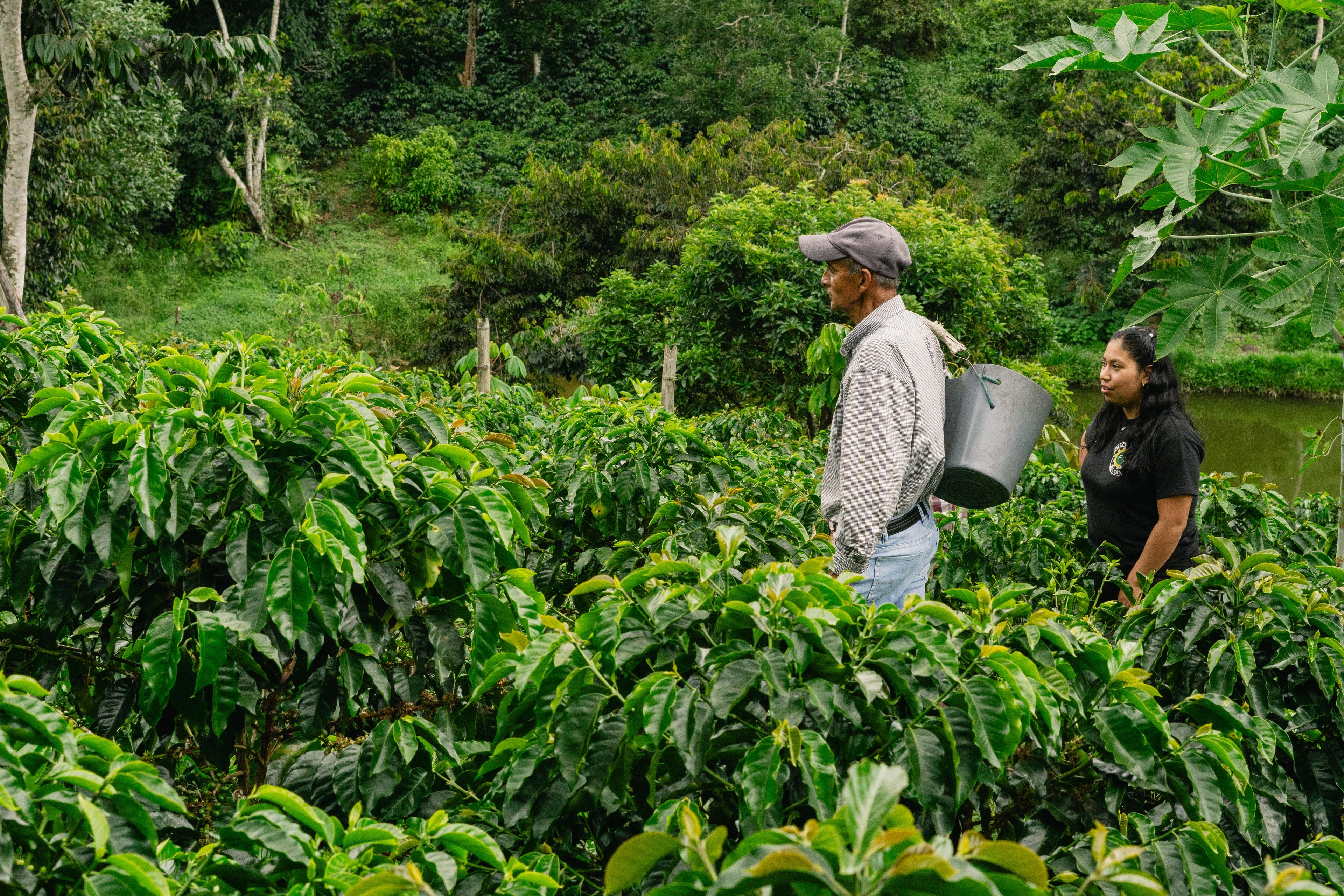 FCC Ucumari | Organic