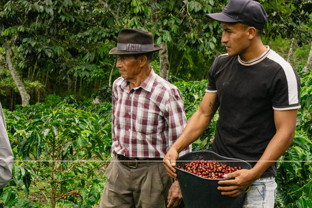 FCC Ucumari | Organic