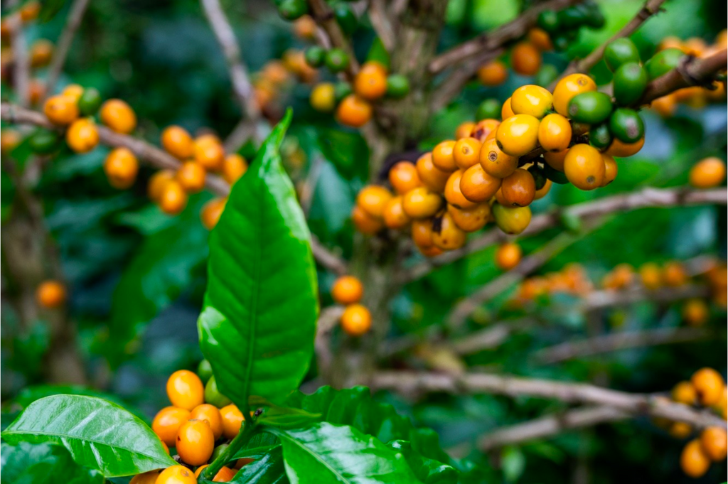 FCC Ucumari | Organic